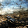 Vipera Aspis