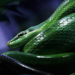 green snake by XSini