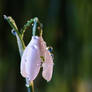 snowdrop-drops