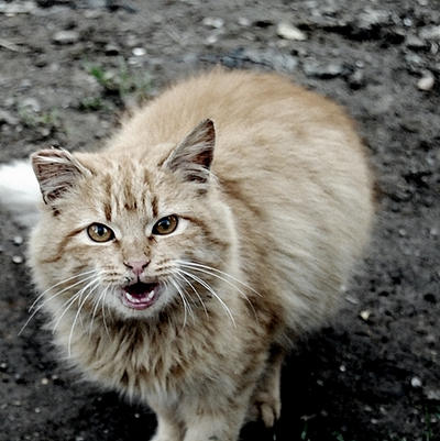 aggressive cat..