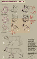 Drawing realistic wolves II