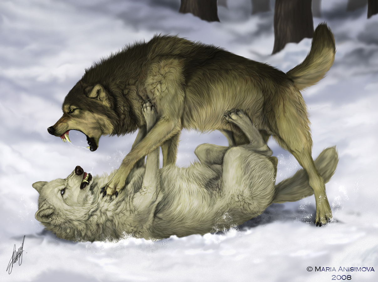 Featured image of post Fighting Wolf Pack Anime / We hope you enjoy our growing collection of hd images to use as a.