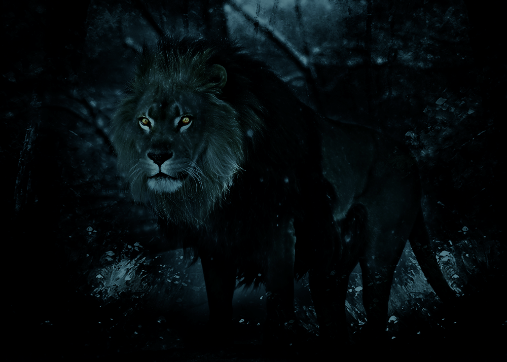 最大67%オフ! Lion nightさん専用 asakusa.sub.jp