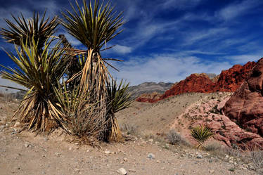 The Desert