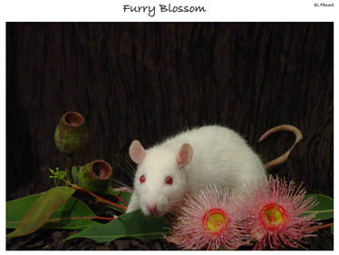 Furry Blossom