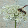 wasp on queen anns lace