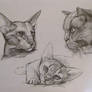 Sketching,  cats