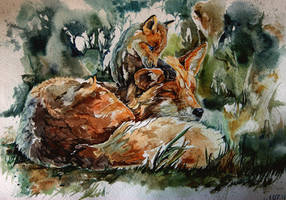 Fox, watercolor