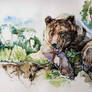 watercolor, bear