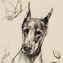 Doberman