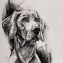 Dog, pencil