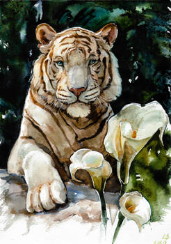 White tiger, watercolor