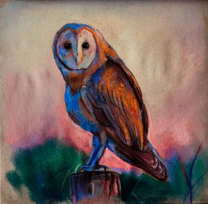 owl, dry pastel