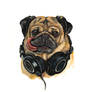 pug music lover