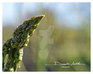 Asparagus