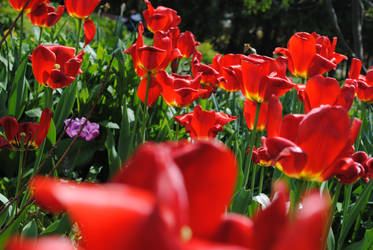 Fields of Tulips