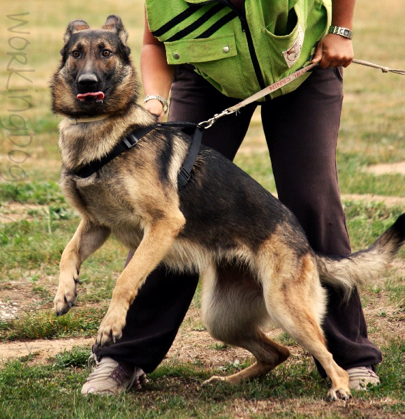 Derp Schutzhund