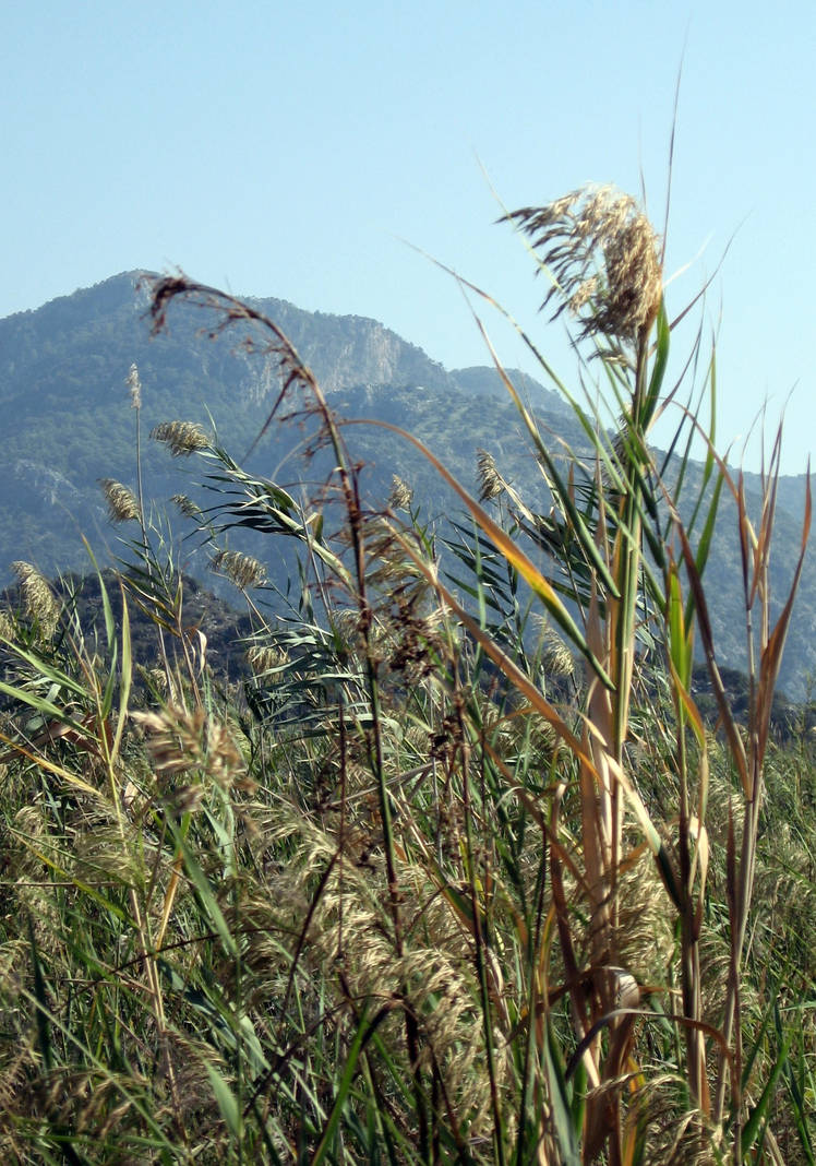 Reeds by sicklittlemonkey on DeviantArt