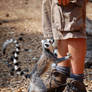 Pick pocket lemur
