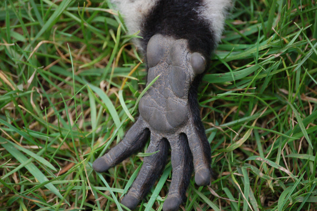 Rough lemur's hand