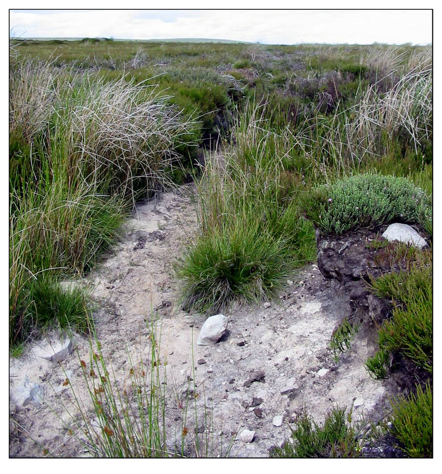 Stream Bed 2 by sicklittlemonkey on DeviantArt