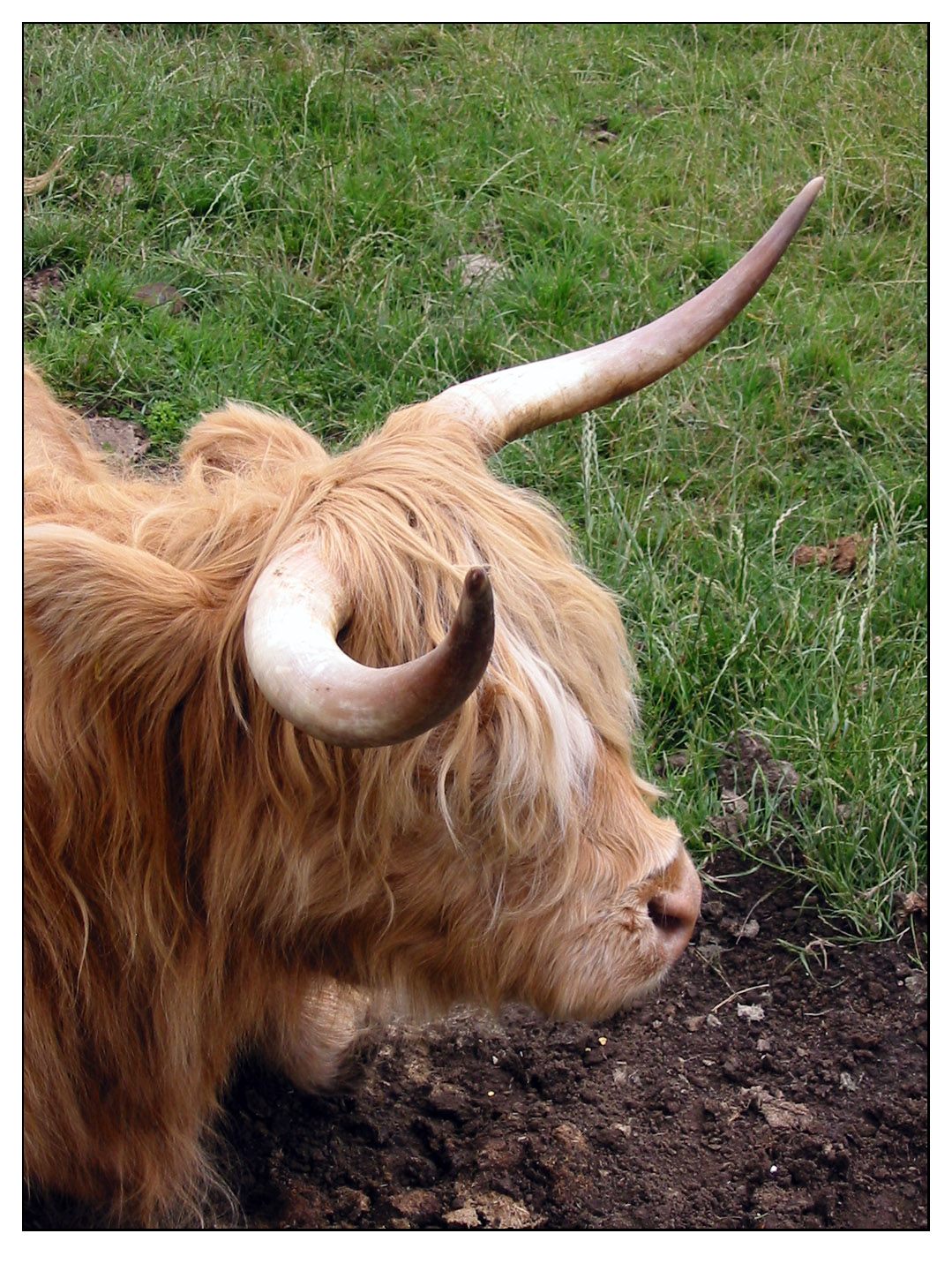 Highland Cow