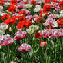 Tulips 2