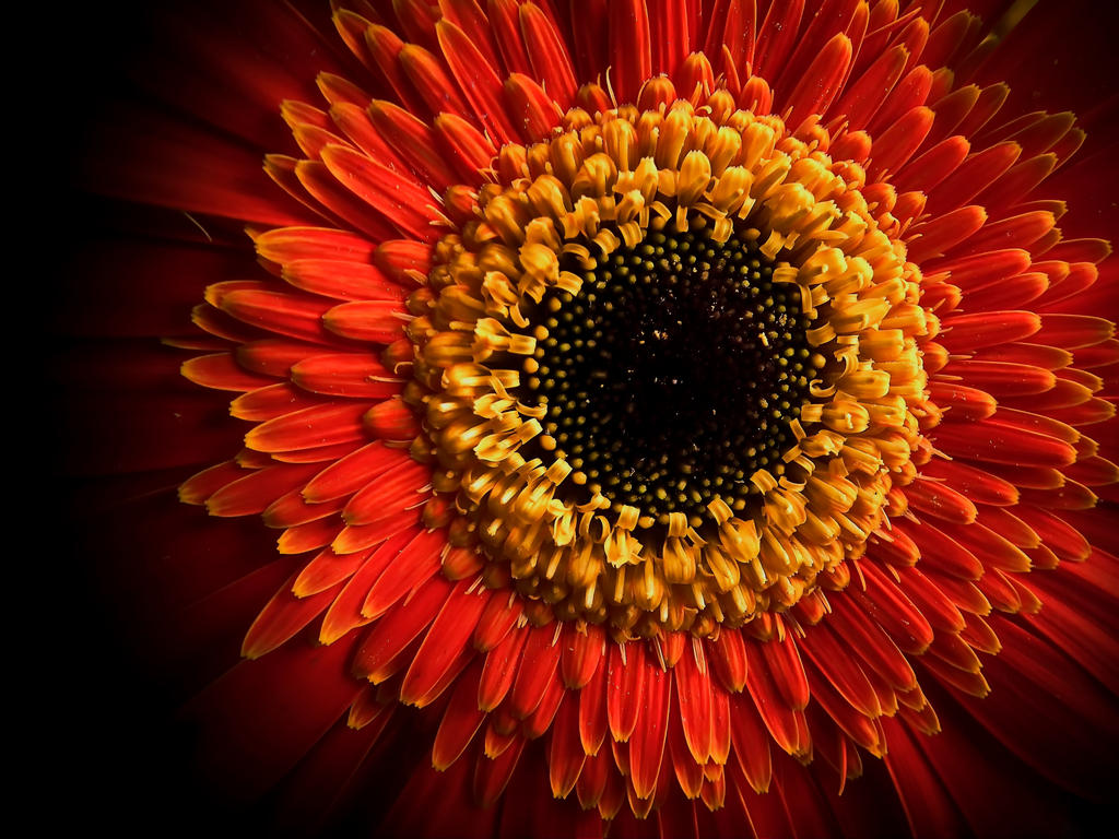 F4981-updated by Placi1 on DeviantArt