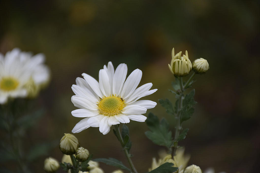 Dsc0001 (2) by Placi1 Dsc0001 (2) by Placi1