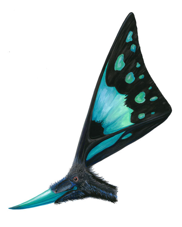 Nyctosaurus gracilis with erroneous skin sail