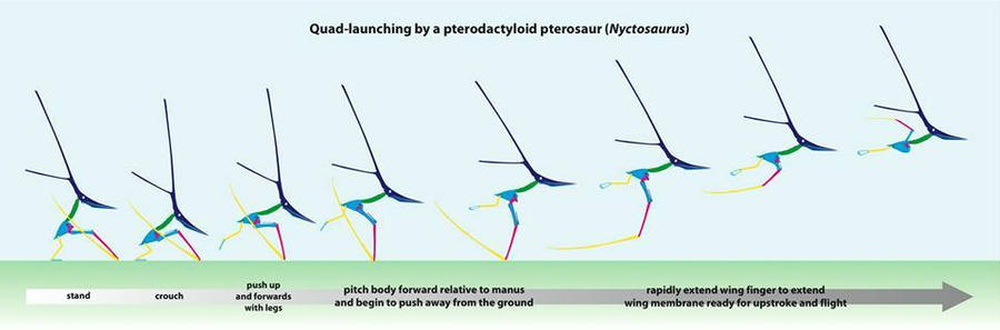 Pterosaur quad-launching by GaffaMondo on DeviantArt