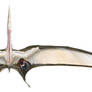 Nyctosaurus gracilis (male)