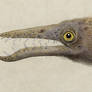 Rhamphorhynchus