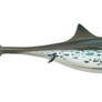 Nannopterygius