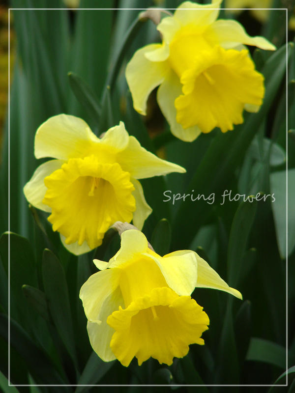 Su Real Springtime Spring_time_2 by ikahimitsu on DeviantArt