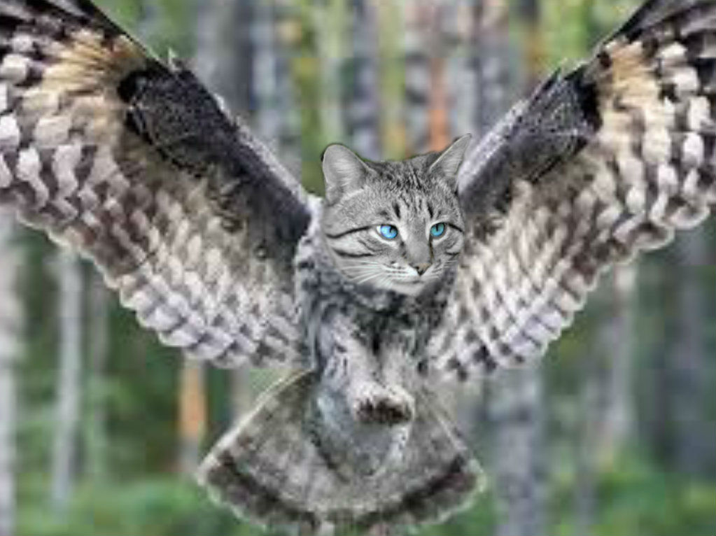 Exploded Meowl Meowl :3 by Tawkenom on DeviantArt