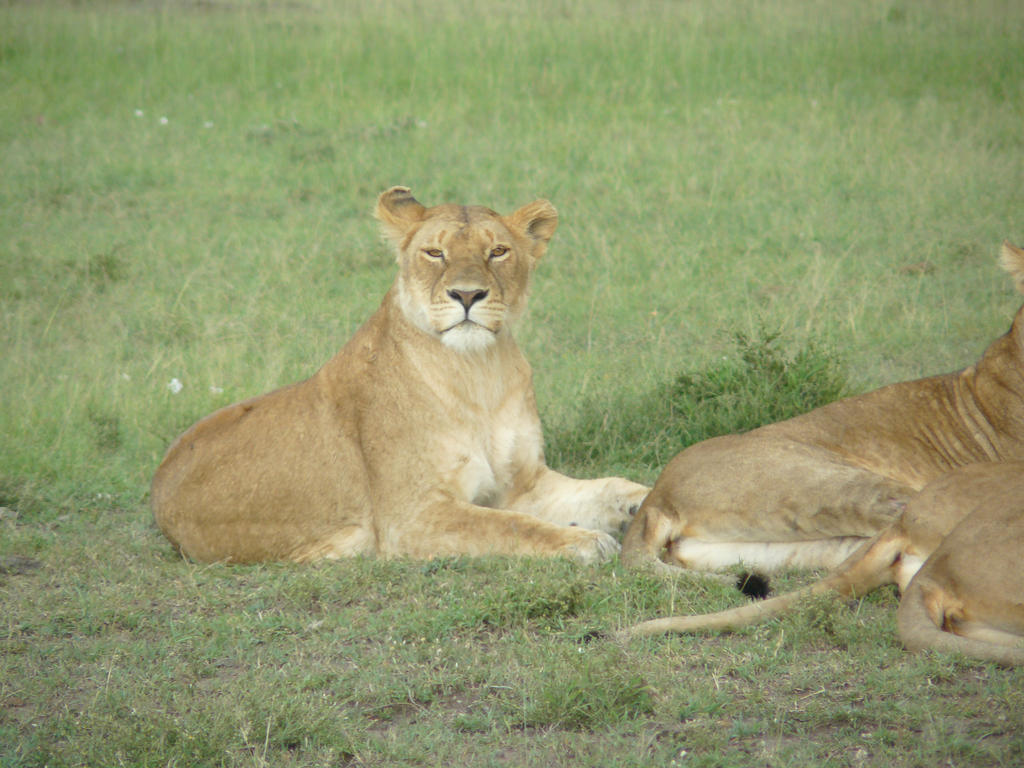 Lioness stock 2