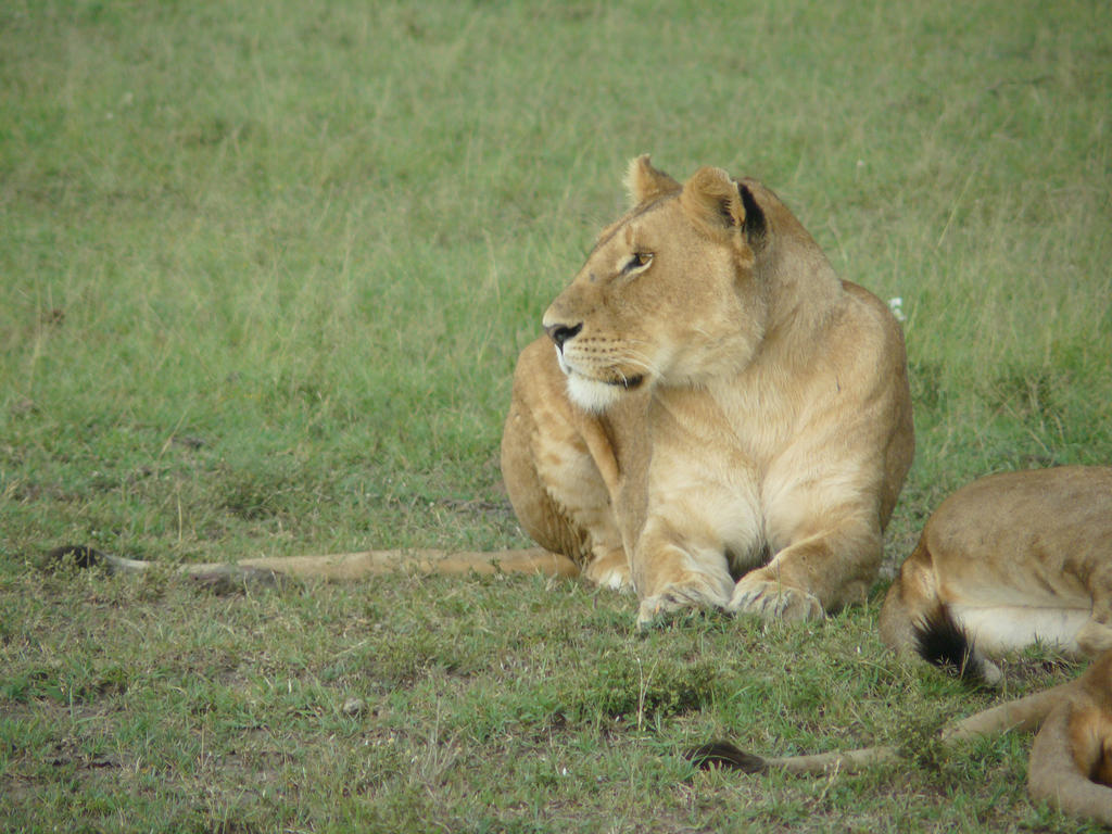 Lioness stock 3
