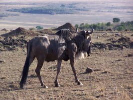 Wildebeest stock