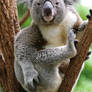 Koala stock 2