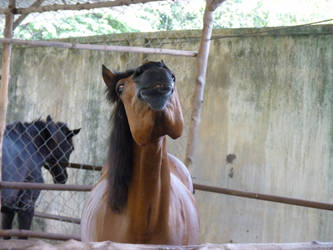 Pony throwing head up