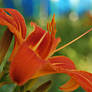 Lilium