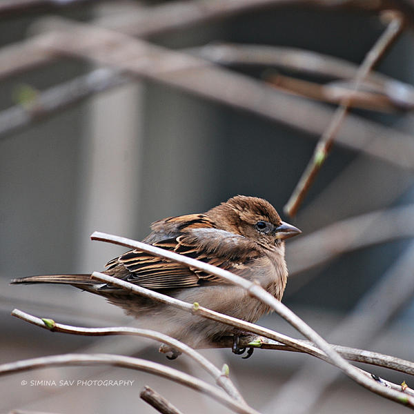 Sparrow