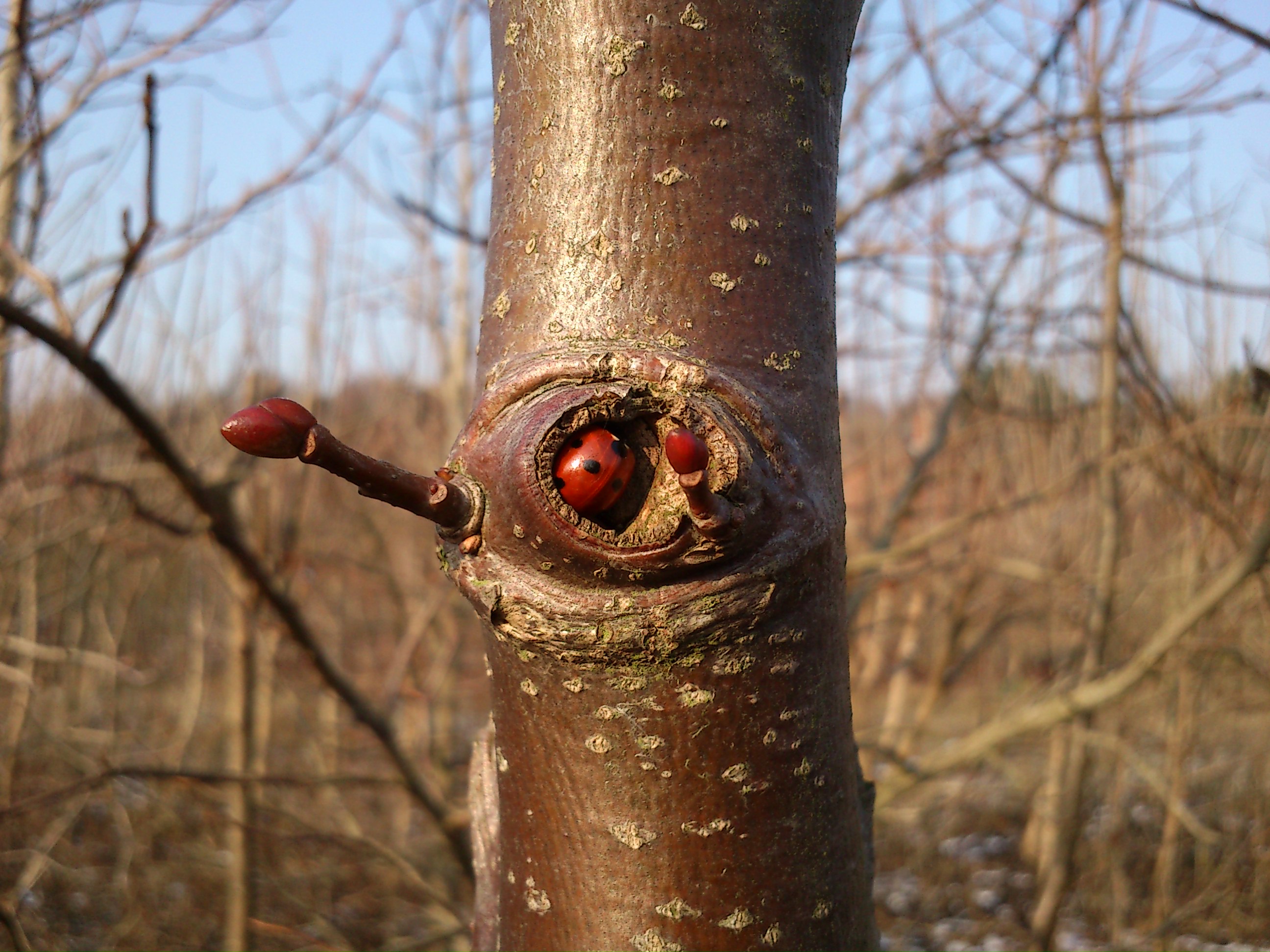 Ladybug hiding from the cold