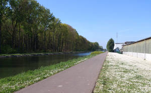 Bicycle road and daisies