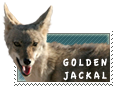 Golden Jackal stamp