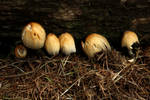 Six little mushrooms, all in a row by spider-in-a-glass