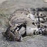 Clouded Leopard