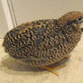 Chichi the Button Quail