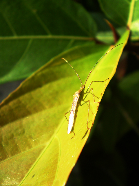 leaf climbing